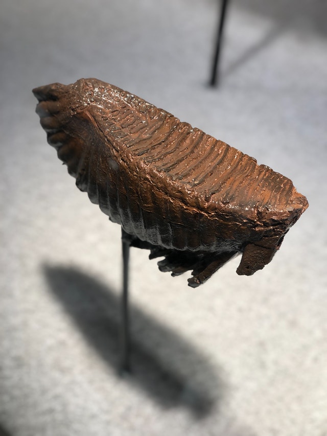 Fossil of a Mammoth