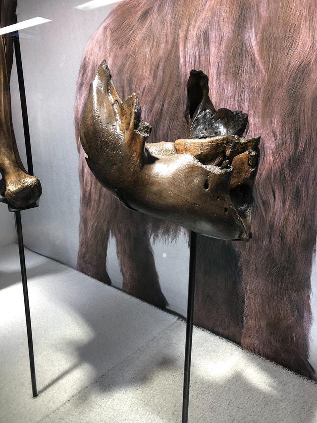 Jaw of a mammoth
